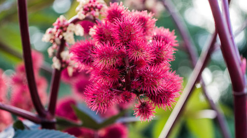 Close-up of red flowering plant