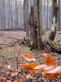 Trees in forest