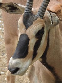 Close-up of a horse