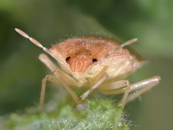 Close-up of insect on leaf