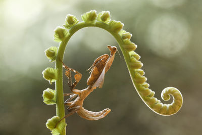 Close-up of plant growing outdoors