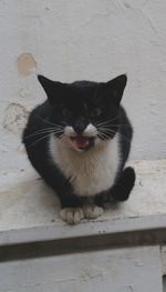 Portrait of black cat sitting on floor
