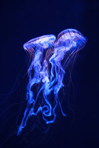 Close-up of jellyfish swimming in sea