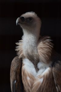 Close-up of eagle against black background