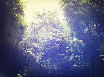 Low angle view of trees in forest