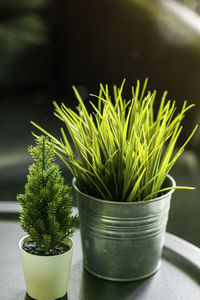 Close-up of potted plant on table