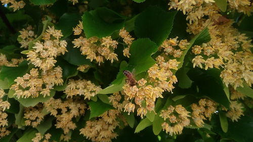 Close-up of white flowering plants