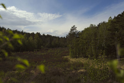 Trees growing on field against sky