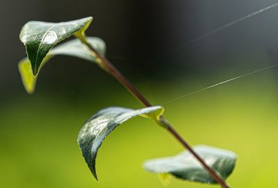 Close-up of white flowering plant