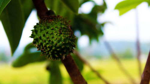 Close-up of plant against blurred background