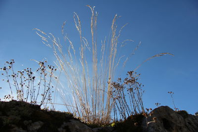 Low angle view of cactus plant against clear blue sky