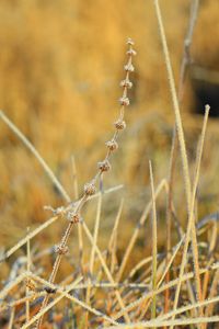 Close-up of dry plant on field