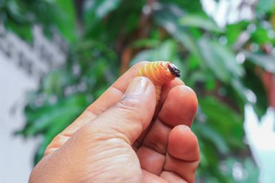 Close-up of hand holding small outdoors