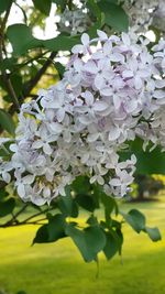 Close-up of white flowers