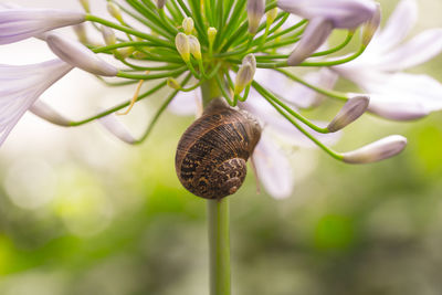 Close-up of snail on plant