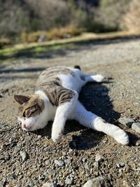 High angle view of cat on field