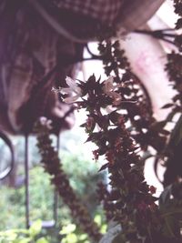 Close-up of flowers on tree