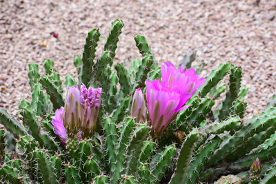 Close-up of pink flowering plant