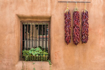 Chili peppers hanging on wall