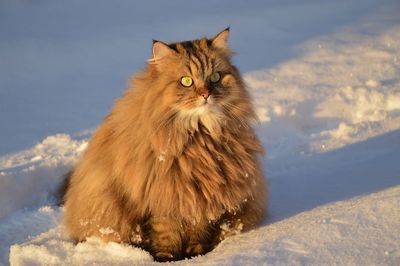 Hairy cat looking away outdoors in winter