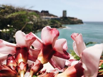 Close-up of pink roses by sea against sky