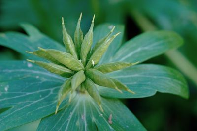 Close-up of plants growing at park