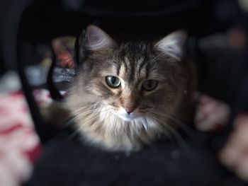 Close-up portrait of cat