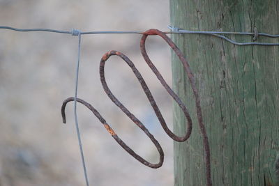 Close-up of rusty metal fence against plants