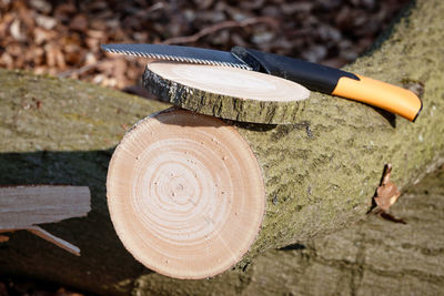 High angle view of wood on ground