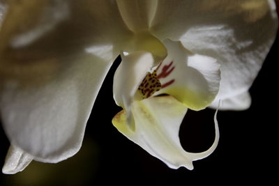 Close-up of white flower