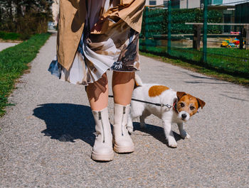 A small jack russell terrier dog walking with owner in a city alley. outdoor pets, healthy living 