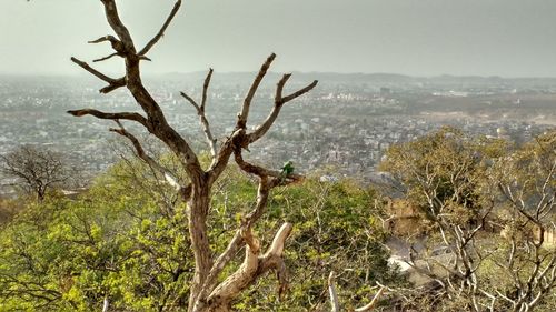 Bare trees on landscape