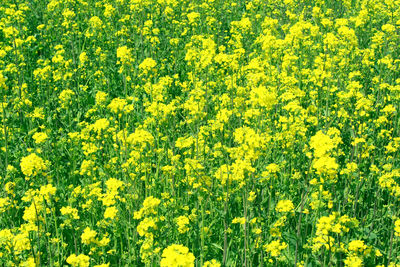 Full frame shot of yellow flowering plants