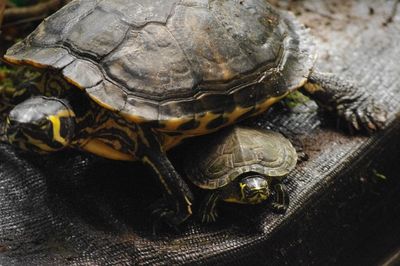 Close-up of turtle family on wicker