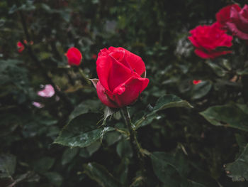 Close-up of red rose