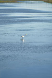 Seagull flying over sea