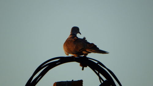 Low angle view of bird perching against clear sky