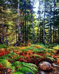 Trees in forest against sky