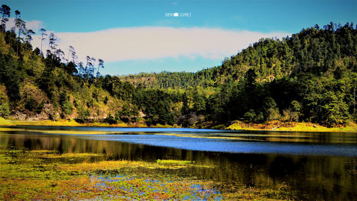 Scenic view of lake by trees in forest against sky