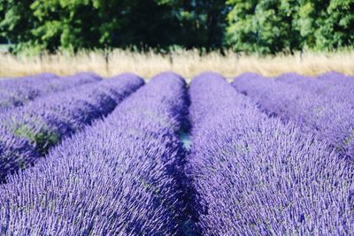 Purple flowering plants on field