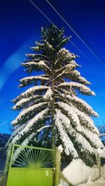 Low angle view of palm trees against blue sky