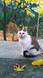 Portrait of cat sitting on tree