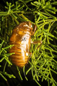 Close-up of insect on plant