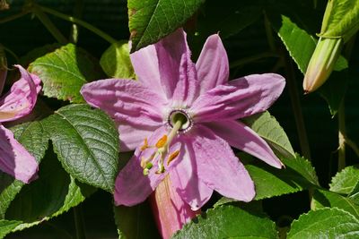 Close-up of pink flowering plant