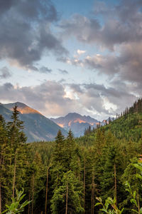 Wide angle view of tall trees clouds around polish mountains in morskie oko lake, tatra national 