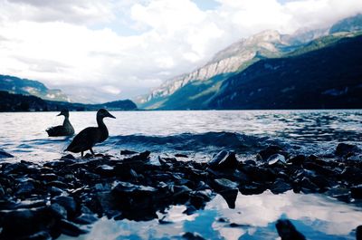 Swans on lake against sky