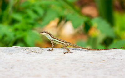 Close-up of lizard on rock