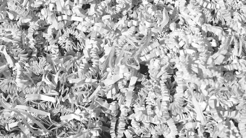 Full frame shot of plants