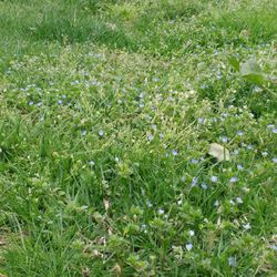 Full frame shot of plants growing in field