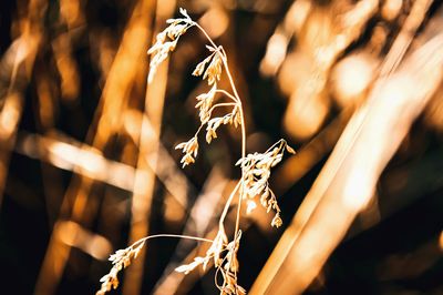 Close-up of illuminated plant